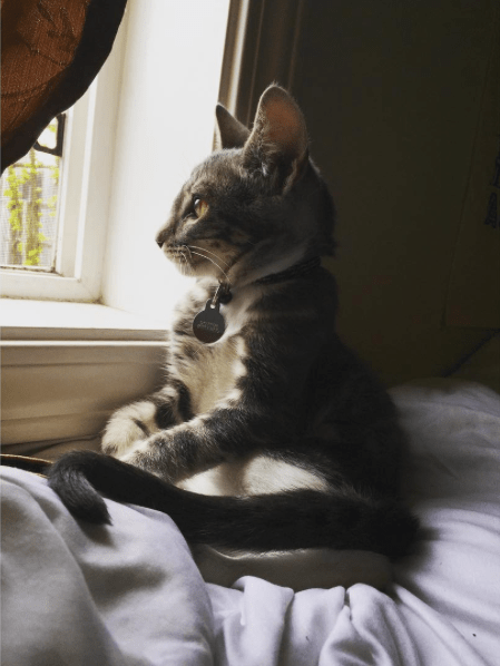 screen-shot-2017-02-26-at-11-50-28