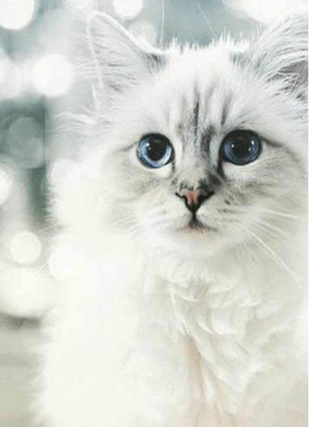 Screen Shot 2017-04-20 at 11.58.01