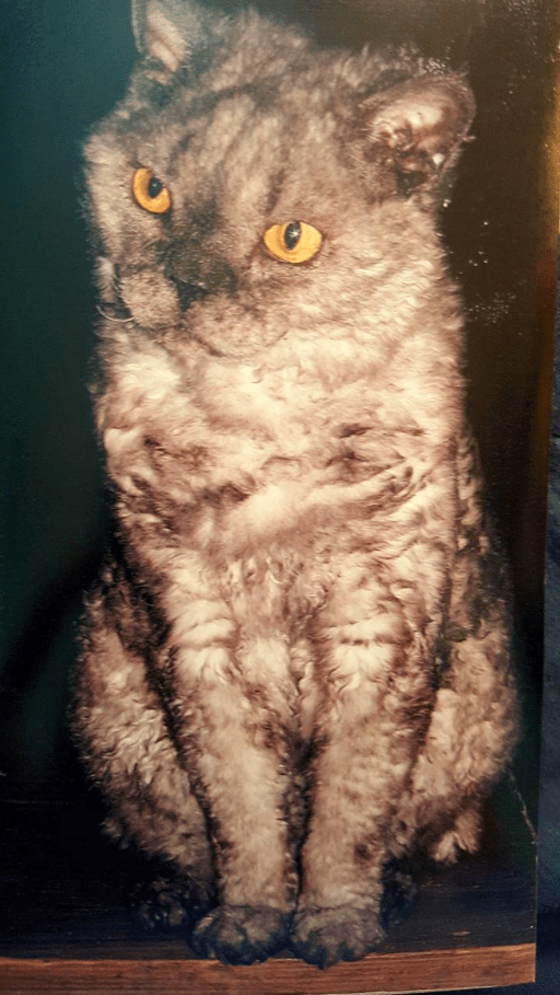 Screen Shot 2017-10-04 at 15.16.39