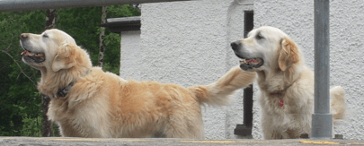 Screen Shot 2017-11-19 at 13.24.33