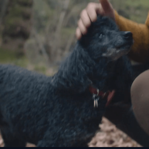 Screen Shot 2017-11-19 at 13.08.20