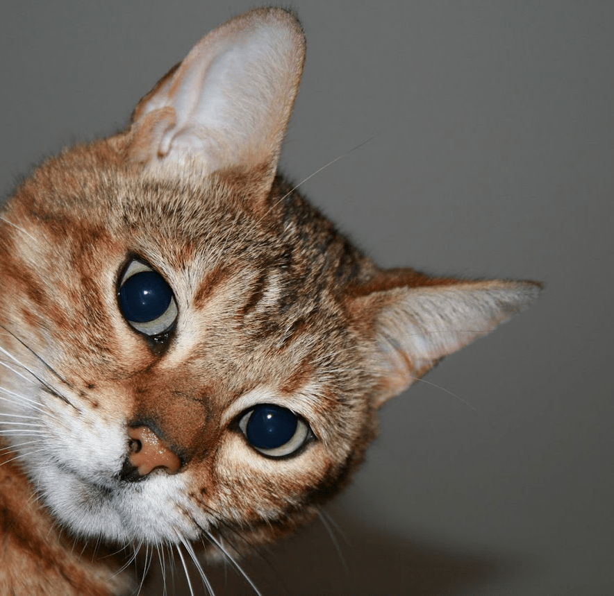 Screen Shot 2018-08-29 at 12.14.12