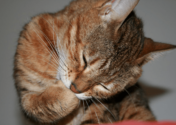 Screen Shot 2018-08-29 at 12.14.36